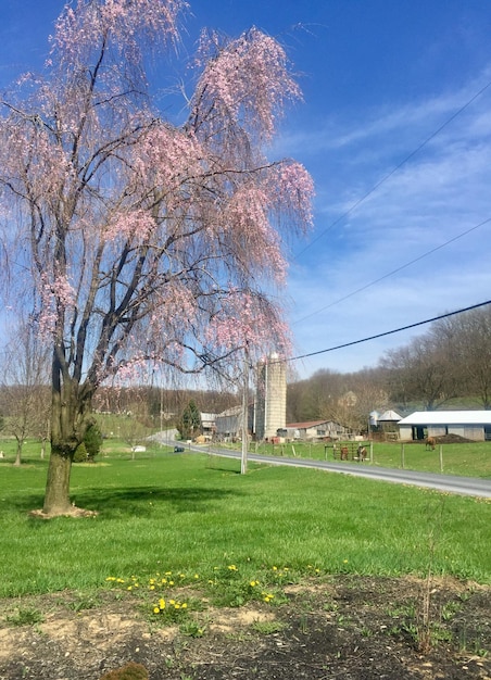 Foto naakte bomen in het landschap tegen de blauwe hemel