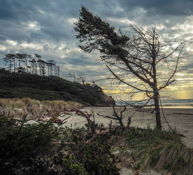 Naakte bomen in het landschap tegen de lucht
