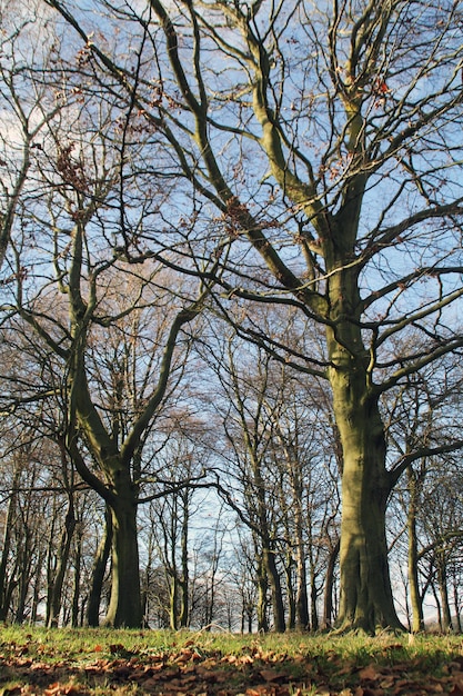 Foto naakte bomen in het landschap tegen de lucht