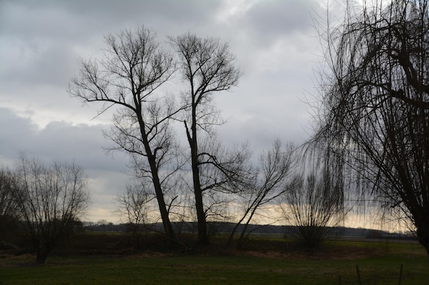 Naakte bomen in het landschap tegen de lucht