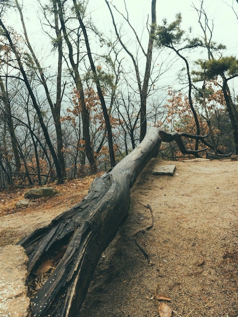 Foto naakte bomen in het landschap