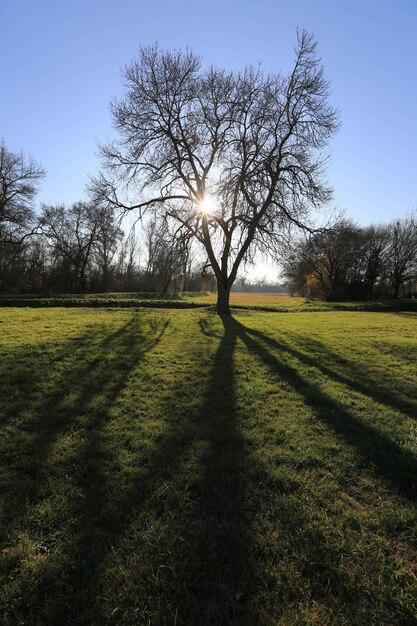 Foto naakte bomen op een graslandschap tegen de lucht