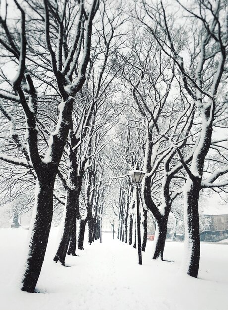 Foto naakte bomen op een met sneeuw bedekt landschap