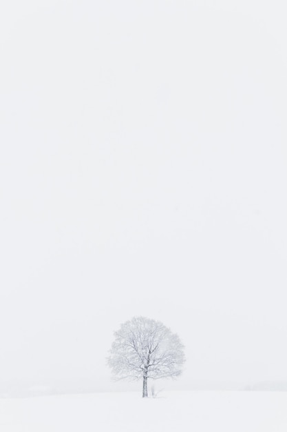 Foto naakte bomen op een met sneeuw bedekt veld