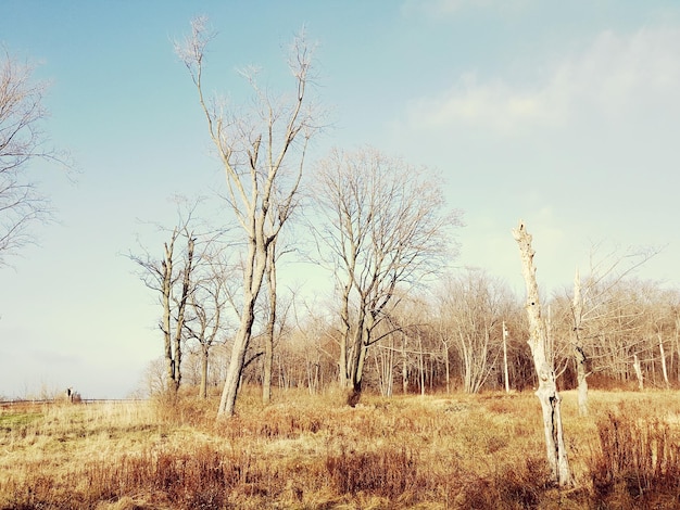 Foto naakte bomen op het grasveld tegen de lucht