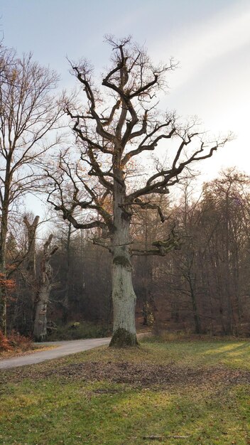 Naakte bomen op het grasveld