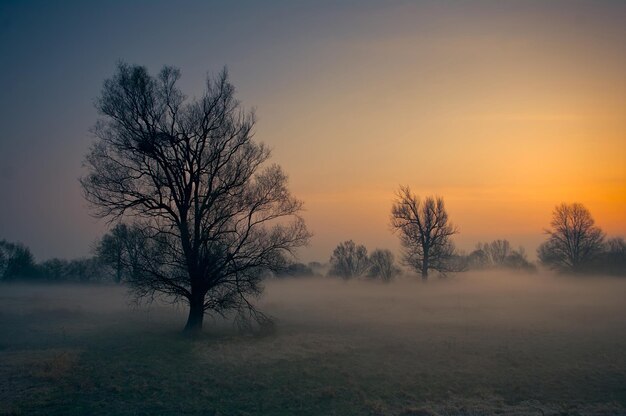 Foto naakte bomen op het veld tegen de hemel bij zonsondergang