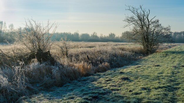 Foto naakte bomen op het veld tegen de lucht tijdens de winter