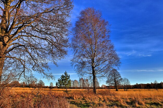 Naakte bomen op het veld tegen de lucht