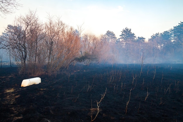 Foto naakte bomen op het veld tegen de lucht