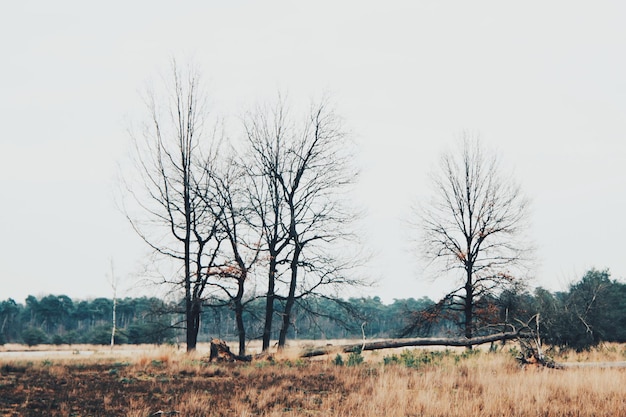 Foto naakte bomen op het veld tegen de lucht