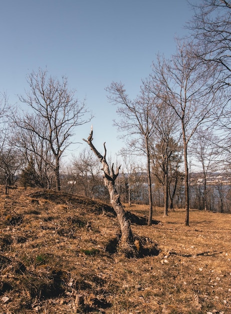 Naakte bomen op het veld tegen de lucht