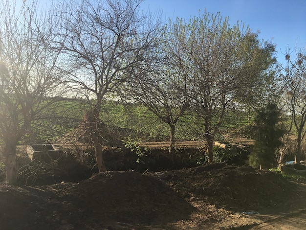 Naakte bomen op het veld tegen de lucht