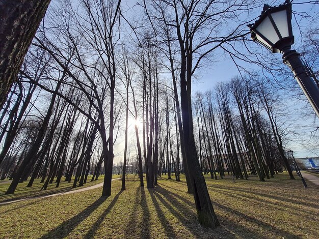 Foto naakte bomen op het veld tegen de lucht