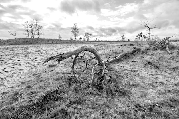 Foto naakte bomen op het veld tegen de lucht