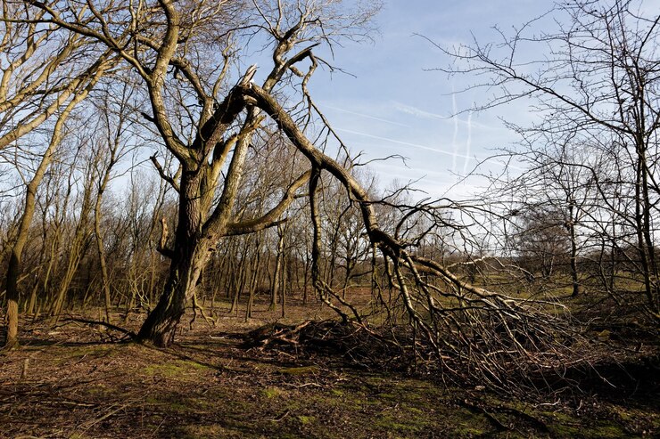 Foto naakte bomen op het veld