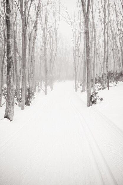 Foto naakte bomen op met sneeuw bedekt land