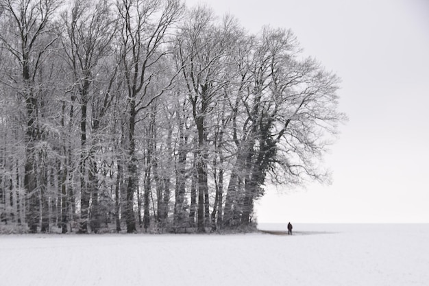 Foto naakte bomen op sneeuw bedekt land tegen de lucht