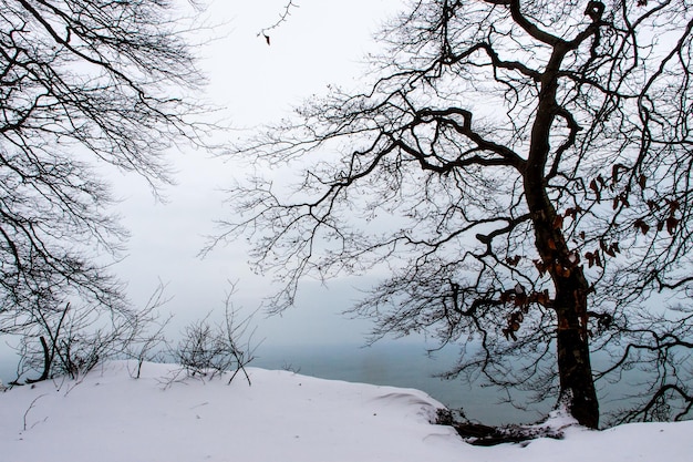 Naakte bomen op sneeuw bedekt land tegen de lucht