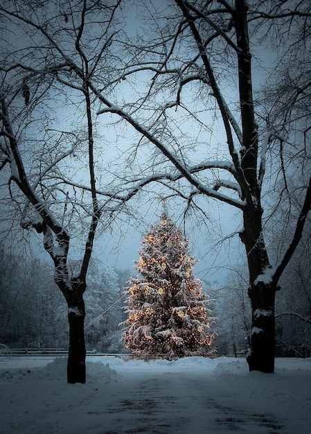 Naakte bomen op sneeuw bedekt land tijdens de winter