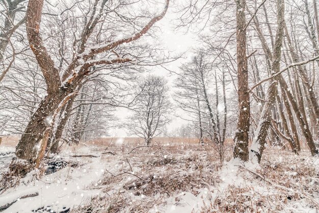 Foto naakte bomen op sneeuw bedekt land