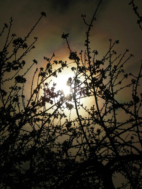 Foto naakte bomen tegen de hemel bij zonsondergang