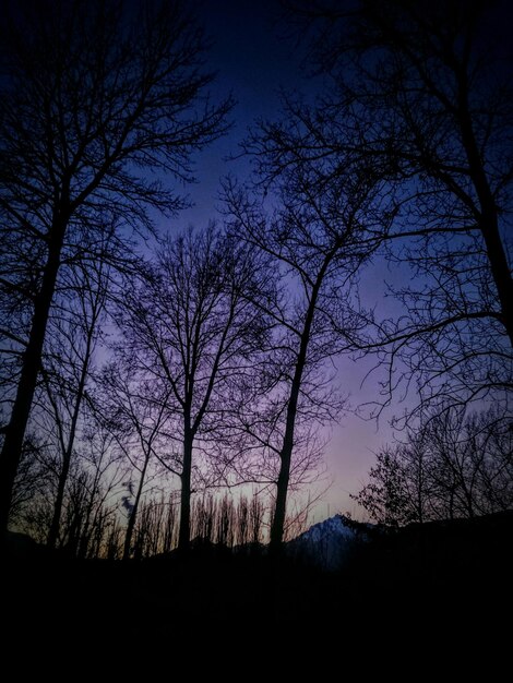 Foto naakte bomen tegen de hemel bij zonsondergang