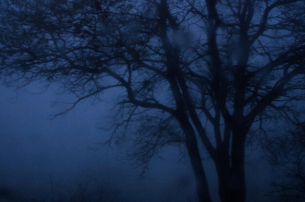 Foto naakte bomen tegen de lucht