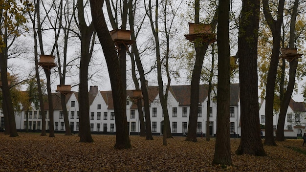 Foto naakte bomen tegen de lucht.