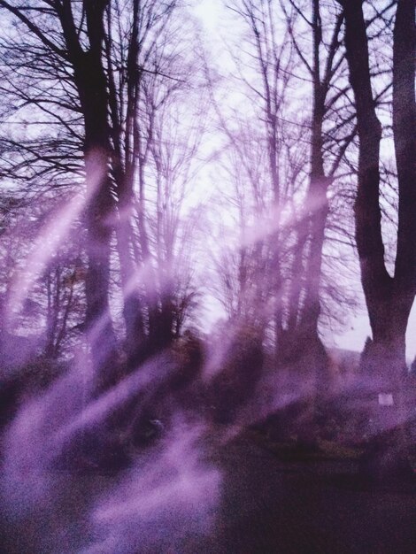 Foto naakte bomen tegen de lucht