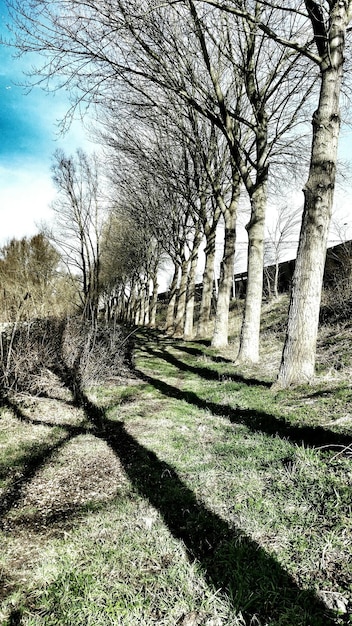 Foto naakte bomen tegen de lucht.