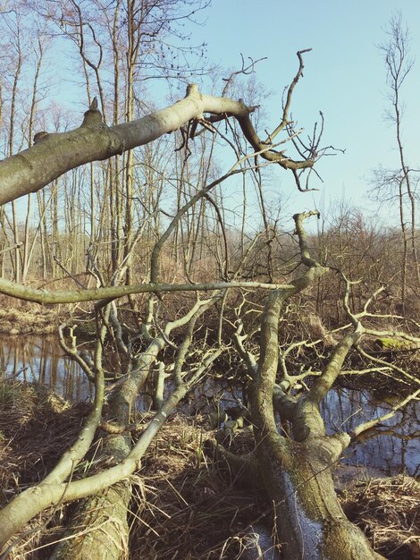 Naakte bomen tegen de lucht.