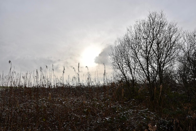 Foto naakte bomen tegen de lucht.