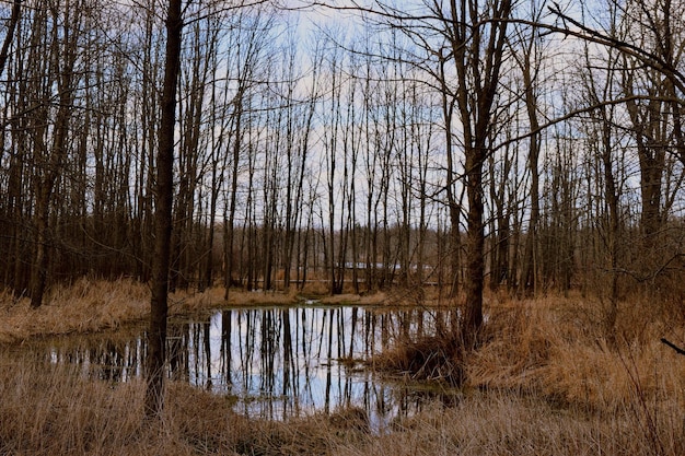 Foto naakte bomen weerspiegeld in de vijver in het bos