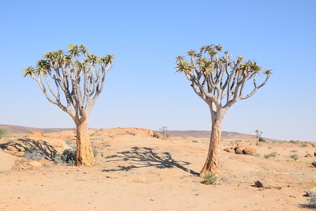Naakte boom in de woestijn tegen een heldere lucht