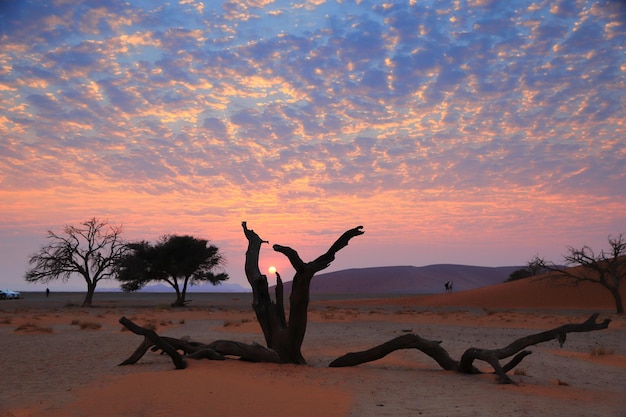 Foto naakte boom in het zand in de woestijn tegen de lucht
