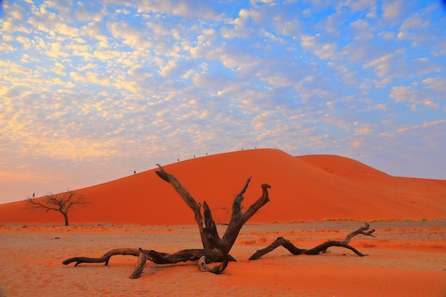 Foto naakte boom in het zand in de woestijn tegen de lucht