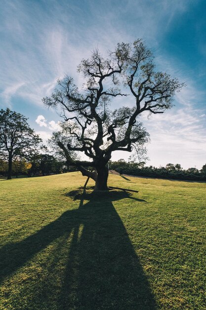 Foto naakte boom op een grasveld .