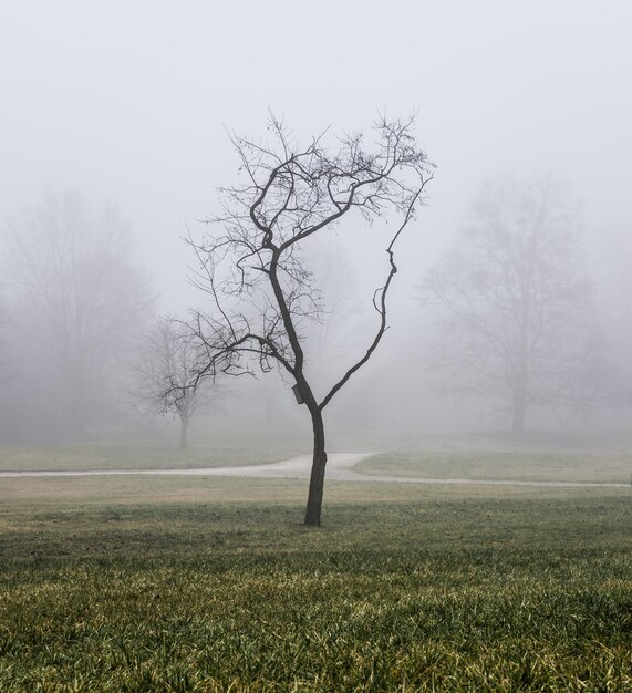 Naakte boom op het landschap tegen de lucht