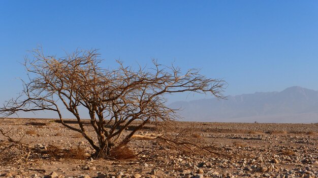 Naakte boom op het landschap tegen een heldere blauwe hemel