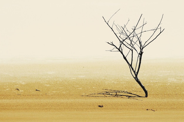 Naakte boom op het landschap tegen een heldere lucht