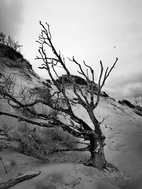 Naakte boom op het strand