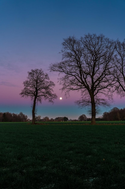 Foto naakte boom op het veld tegen de hemel bij zonsondergang