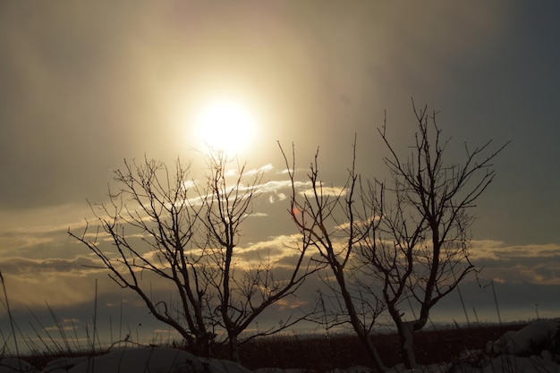 Foto naakte boom op het veld tegen de hemel bij zonsondergang