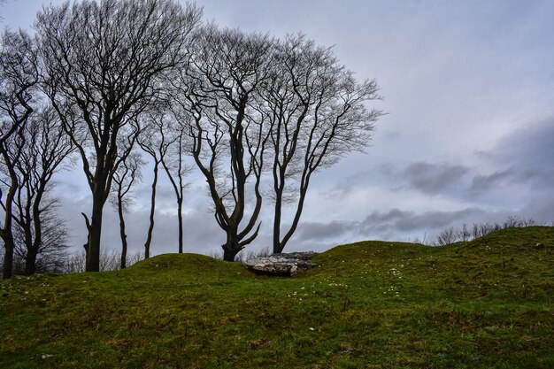 Foto naakte boom op het veld tegen de hemel