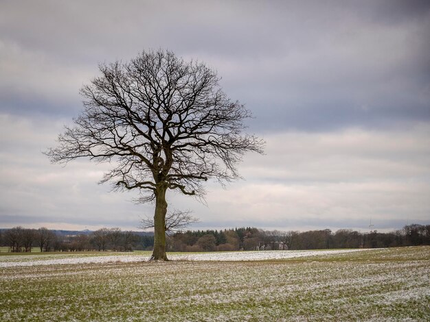 Naakte boom op het veld tegen de lucht