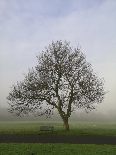 Foto naakte boom op het veld tegen de lucht