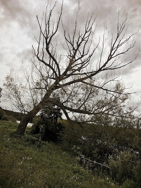 Foto naakte boom op het veld tegen de lucht
