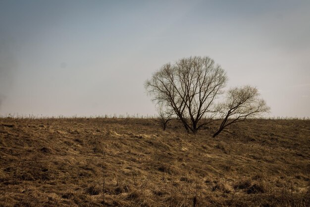 Foto naakte boom op het veld tegen de lucht