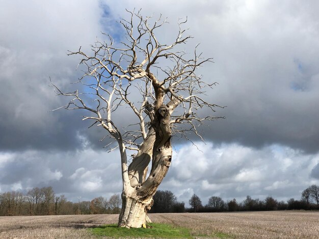 Naakte boom op het veld tegen de lucht